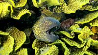 Yellow Edged Moray Eel (Gymnothorax flavimarginatus) peeks out of its Lettuce coral or Yellow Scroll Coral (Turbinaria reniformis). Close-up. Red sea,...