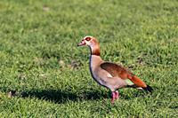 Egyptian Goose in a park in Madrid Spain.