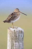 Common Snipe (Gallinago gallinago faeroeensis), side view of an adult standing on a fence post, Southern Region, Iceland.