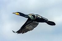 Great cormorant, Phalacrocorax carbo, in flight.