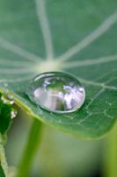 Drop of water on a Tropaeolum majus leaf.