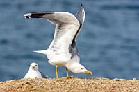 Yellow-legged gull, Larus michahellis, spreading wings.