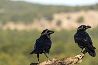 Black crows perched on a branch in the Sierra de Guadarrama Madrid Spain.