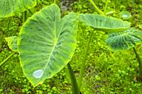 Furnas, Sao Miguel Island, Azores, Portugal: raindrop on a leaf at Terra Nostra Botanical Garden.