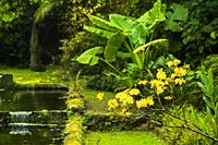 Furnas, Sao Miguel Island, Azores, Portugal: Flora of the Terra Nostra Botanical Garden.
