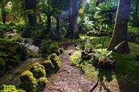 Furnas, Sao Miguel Island, Azores, Portugal: Terra Nostra Botanical Garden.