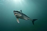 Shortfin mako. Mako shark (Isurus oxyrinchus). Eastern Atlantic. Galicia. Spain. Europe.
