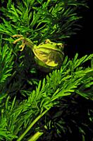 Freshwater Rivers. Common Tree Frog (Hyla arborea). Oitaven river. Galicia. Spain. Europe.