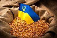 Burlap sack with corn kernels and Ukrainian flag concept.