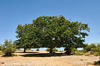 Big tree over blue sky, Natural Park of Sierra de Urbasa, Navarre, Spain.