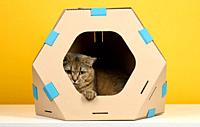 An adult straight-eared Scottish cat sits in a brown cardboard house for games and recreation on a yellow background.