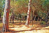 forest, Girona, Spain