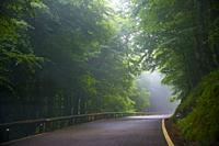 Road in the mist. Saja Nature Reserve, Cantabria, Spain.