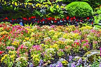 A colorful bed of petunias (Solanaceae, subfamily Petunioideae) at Butchart Gardens near Victoria, Vancouver Island, British Columbia, Canada.