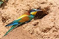 European bee eater, Merops apiaster, at the entrance of nest.