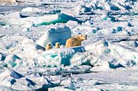 Mother polar bear and two cubs sitting behind an ice bolder on a large ice pack in the Arctic Circle, Nordaustlandet, Svalbard, Norway.