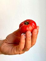 Hand holding a little tomato.