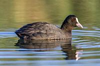 Eurasian coot, Fulica atra, with reflection, Andalusia, Spain.