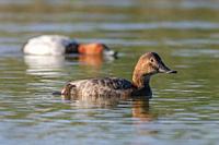 Common pochards, Aythya ferina, female and male, Andalusia, Spain.