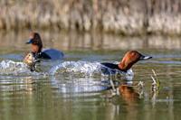Common pochards, Aythya ferina, male and female, Andalusia, Spain.