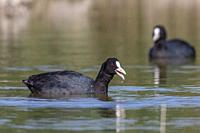 Eurasian coots, Fulica atra, with reflection, Andalusia, Spain.