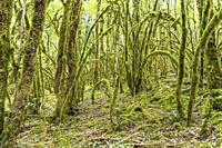 Forest full of Moss near Chenecey-Buillon, Bourgogne-Franche-Comté, France, Europe.