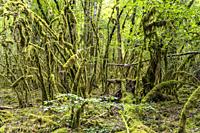 Forest full of Moss near Chenecey-Buillon, Bourgogne-Franche-Comté, France, Europe.