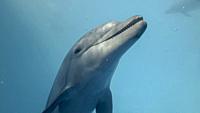 Young curious bottlenose dolphin looks at in the camera and smiles open-mouthed. Dolphin selfies. close up.