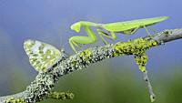 Closeup of Green praying mantis sits on tree branch next to butterfly and looking at on camera. Transcaucasian tree mantis (Hierodula transcaucasica) ...