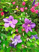 Beautiful flowers of blossoming violet clematis in garden. Big bush of clematis growing in garden. Beautiful purple clematis blossom. bold colors in n...
