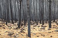 Burned Stone or Umbrella Pines (Pinus pinea) after a forest fire. Sierra Bermeja, Málaga Province, Andalusia, Spain.