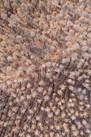 Burned Stone or Umbrella Pines (Pinus pinea) after a forest fire. Aerial view. Drone shot. Sierra Bermeja, Málaga Province, Andalusia, Spain.