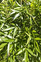 Fraxinus angustifolia 'Raywood'.