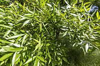 Fraxinus angustifolia 'Raywood'.