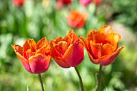 Fresh tulips of orange color in nature in spring time.