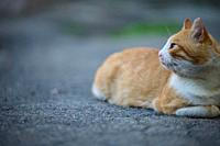 Adult red -haired white cat sits on the street, day.
