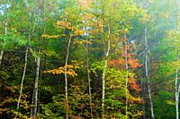 Birch trees during foliage season, Stowe, Vermont, USA.