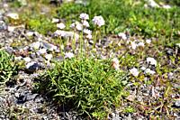 Armeria alliacea ruscinonensis or Armeria ruscinonensis is a perennial herb endemic to Cap Creus and nearby areas, Girona, Catalonia, Spain.