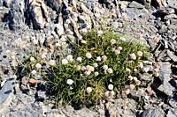 Armeria alliacea ruscinonensis or Armeria ruscinonensis is a perennial herb endemic to Cap Creus and nearby areas, Girona, Catalonia, Spain.