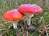 Two red fly agaric mushrooms.