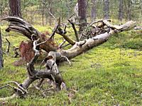 Dead tree trunk lying in the forest in Ystad, Scania, Sweden.
