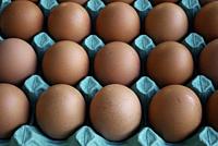 a dozen fresh brown eggs.