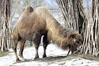 camel at winter zoo, Brno, Czech Republic.
