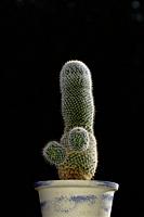 llittle green cactus; tribute to Comedian Harmonists.