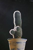 llittle green cactus; tribute to Comedian Harmonists.