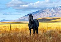 Black horse in a pasture near Dugway