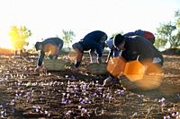Harvesting time is at the end of October, beginning of November. The rose blooms at dawn and must be picked from the soil instantly. Lengthy exposure ...