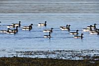 Brant Goose (Branta bernicla hrota), flock resting in the water, Capital Region, Iceland.