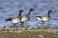 Brant Goose (Branta bernicla hrota), three adults standing in the water, Capital Region, Iceland.