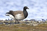 Brant Goose (Branta bernicla hrota), side view of an adult standing on the ground, Capital Region, Iceland.